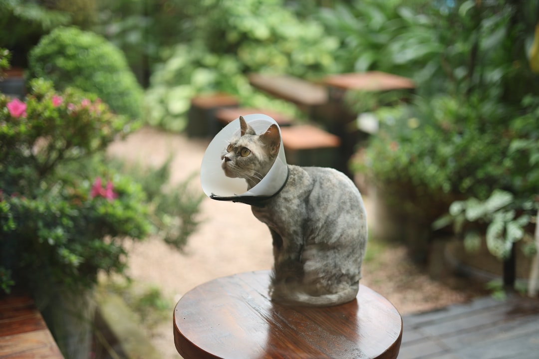 Marketing Digital para Veterinarias: Captar Clientes Online 5 Marketing Digital para Veterinarias: Captar Clientes Online
